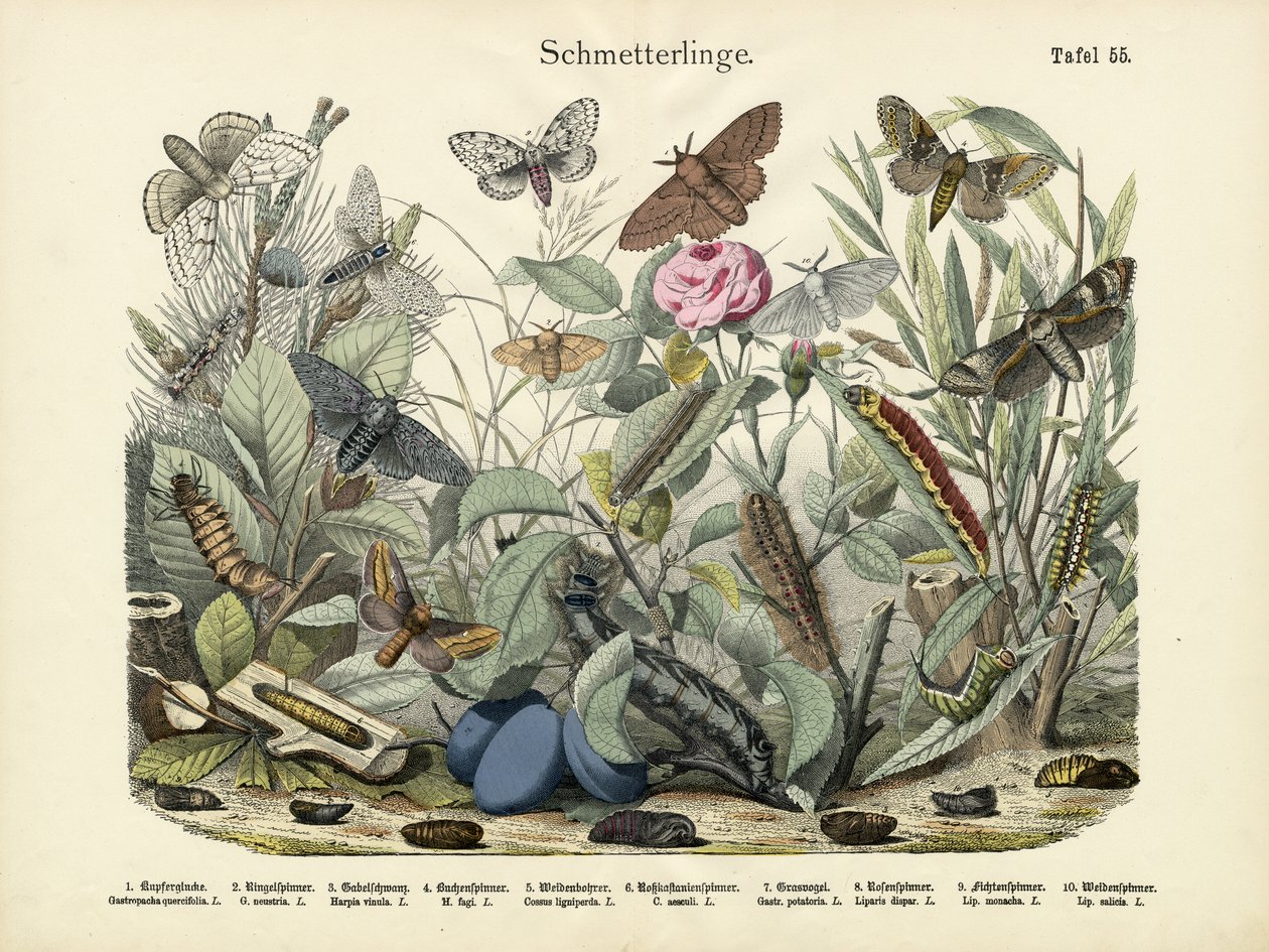 Kelebekler, c.1860 by German School