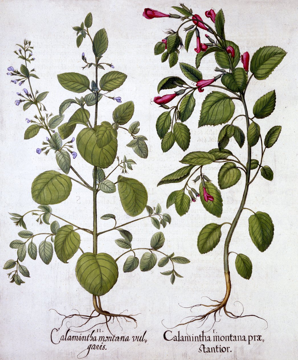 Calamints, from Hortus Eystettensis, Basil Besler (1561-1629), pub. 1613 (el boyaması gravür) by German School