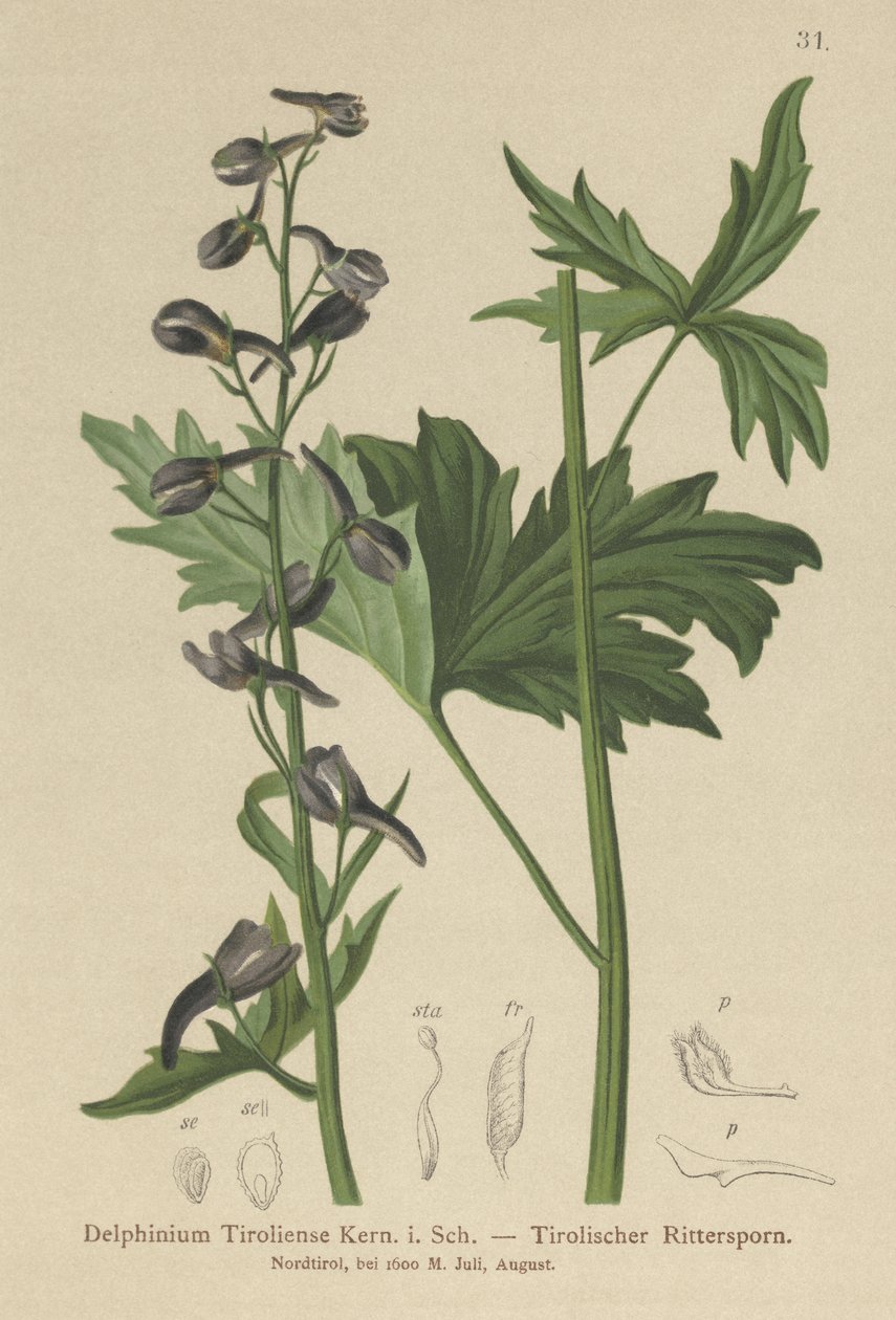 Larkspur Mum (Delphinium elatum, Delphinium tiroliense) by German School