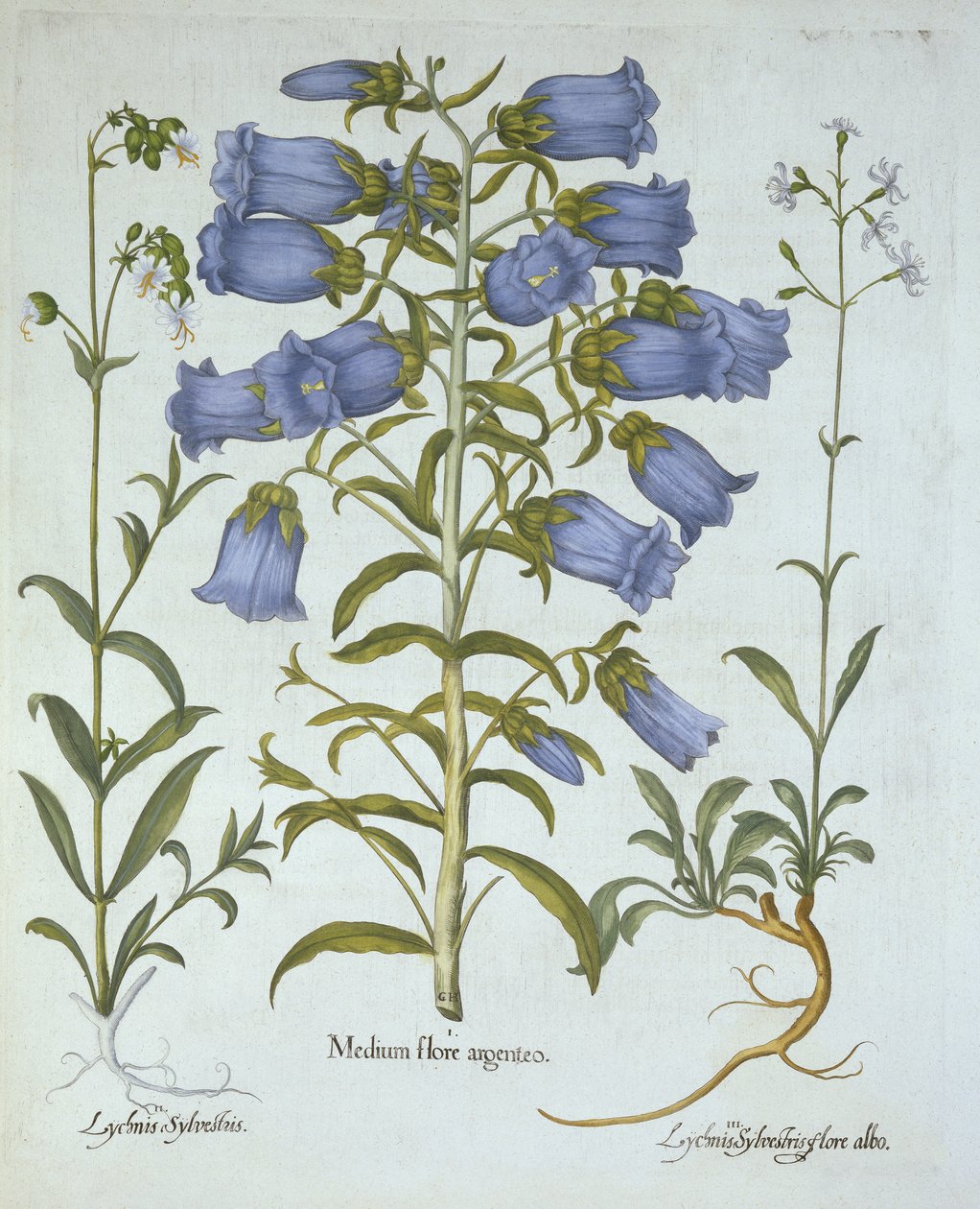 Canterbury Bells, Beyaz Mesane Kampı, Nottingham Catchfly, Hortus Eystettensis