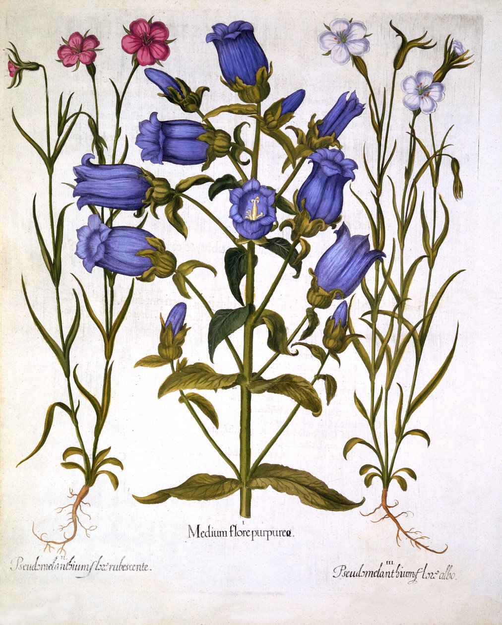 Hortus Eystettensis