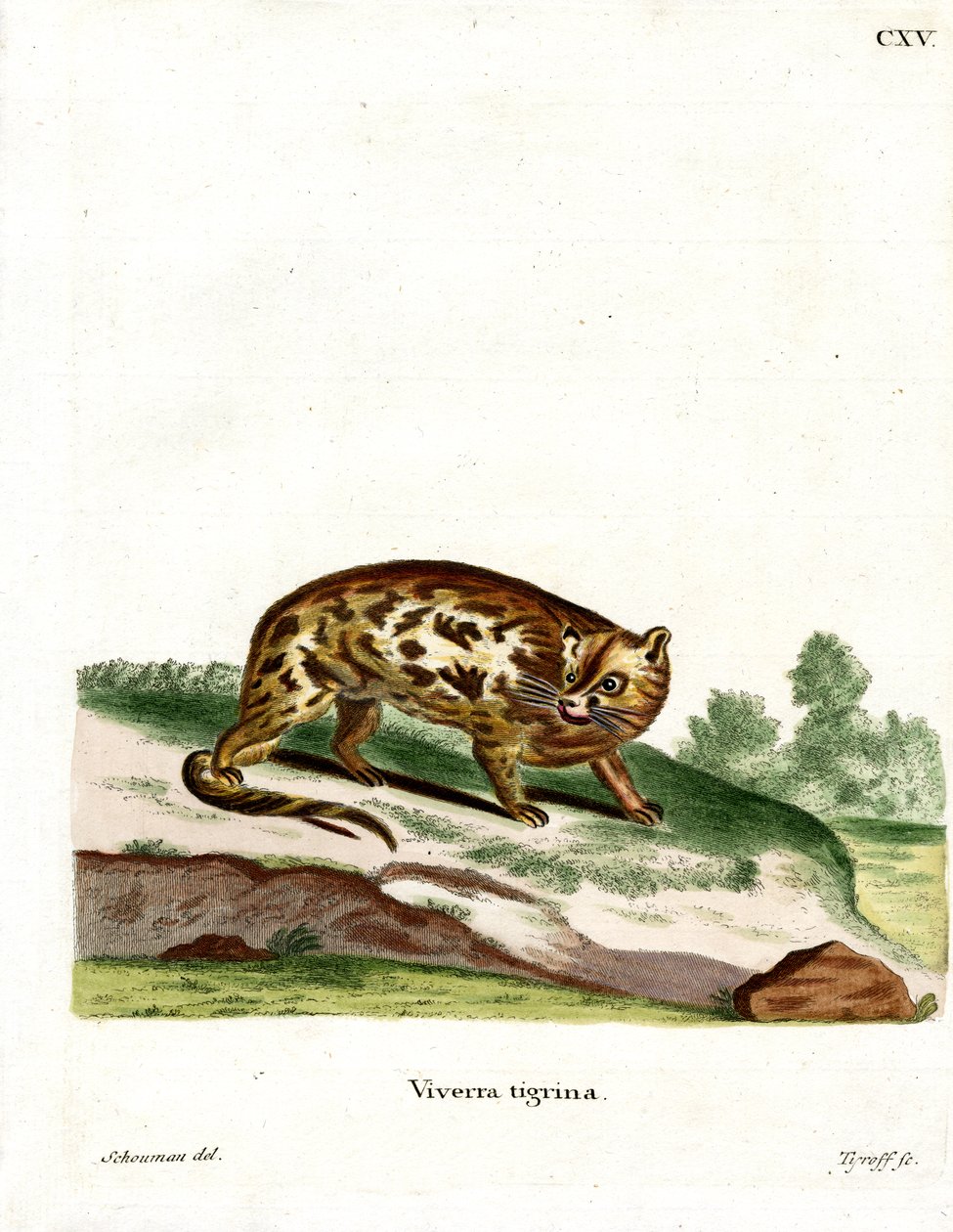 Cape Genet (renkli gravür) by German School