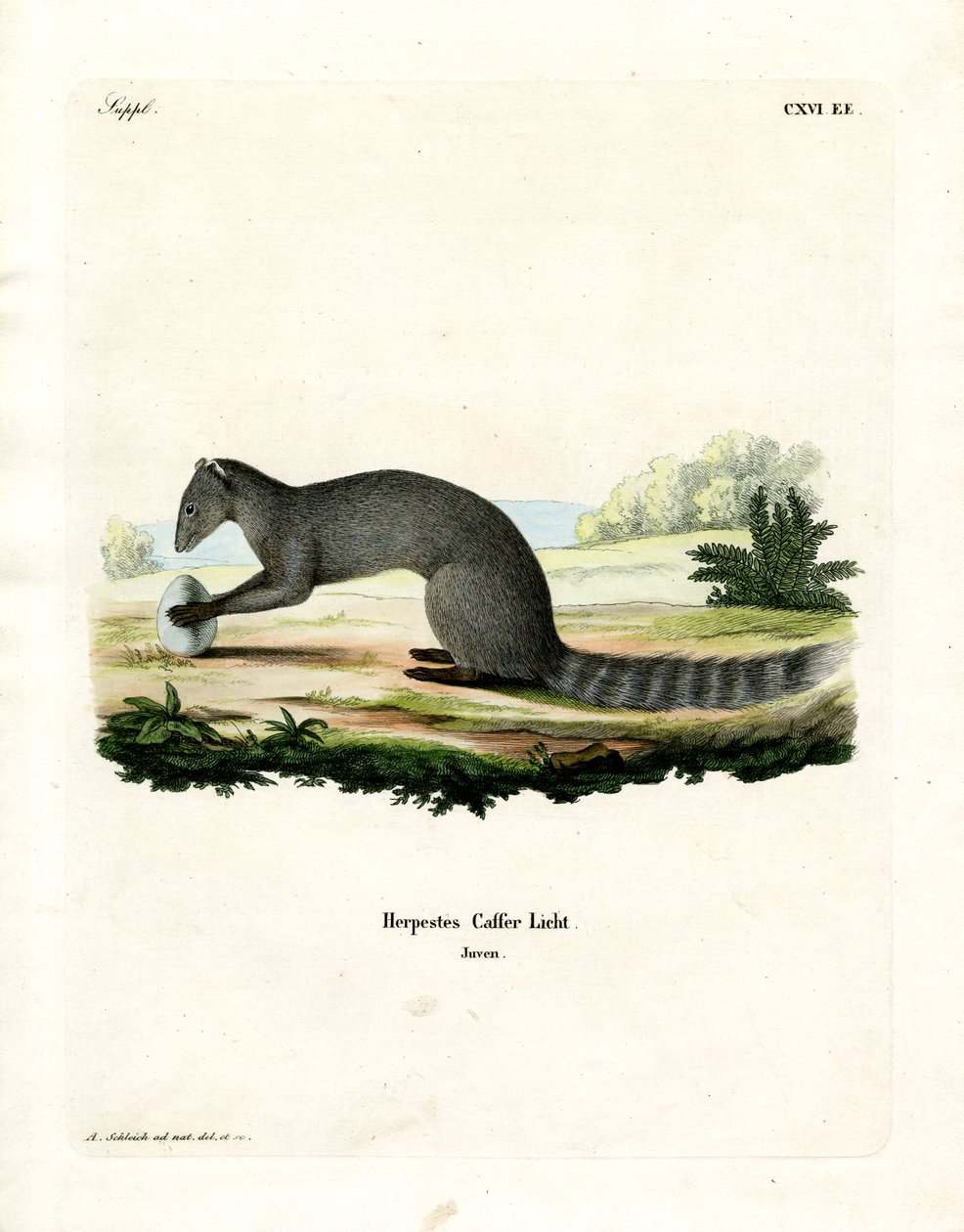 Cape Grey Mongoose (renkli gravür) by German School