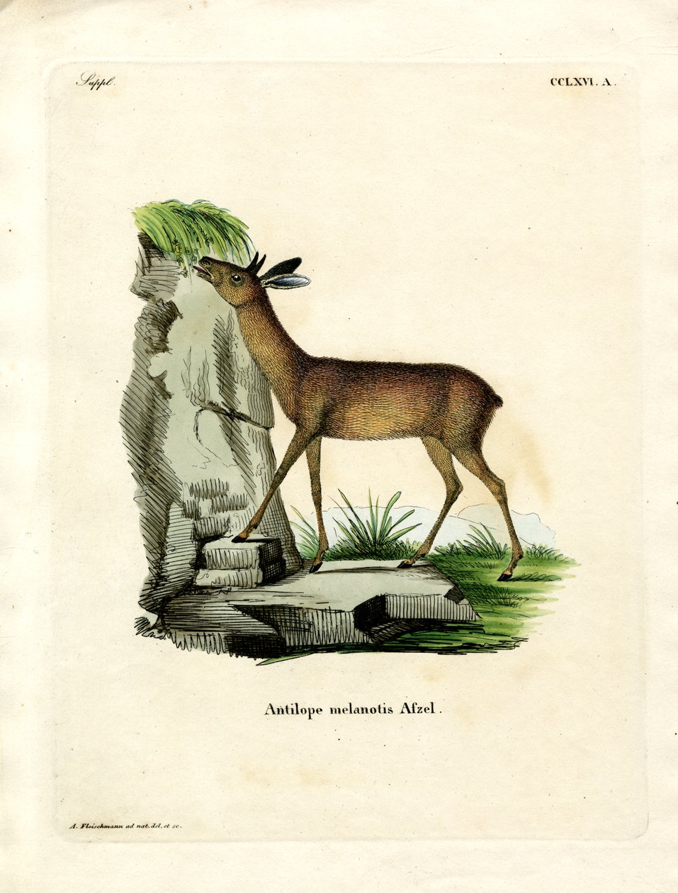 Cape Grysbok (renkli gravür) by German School