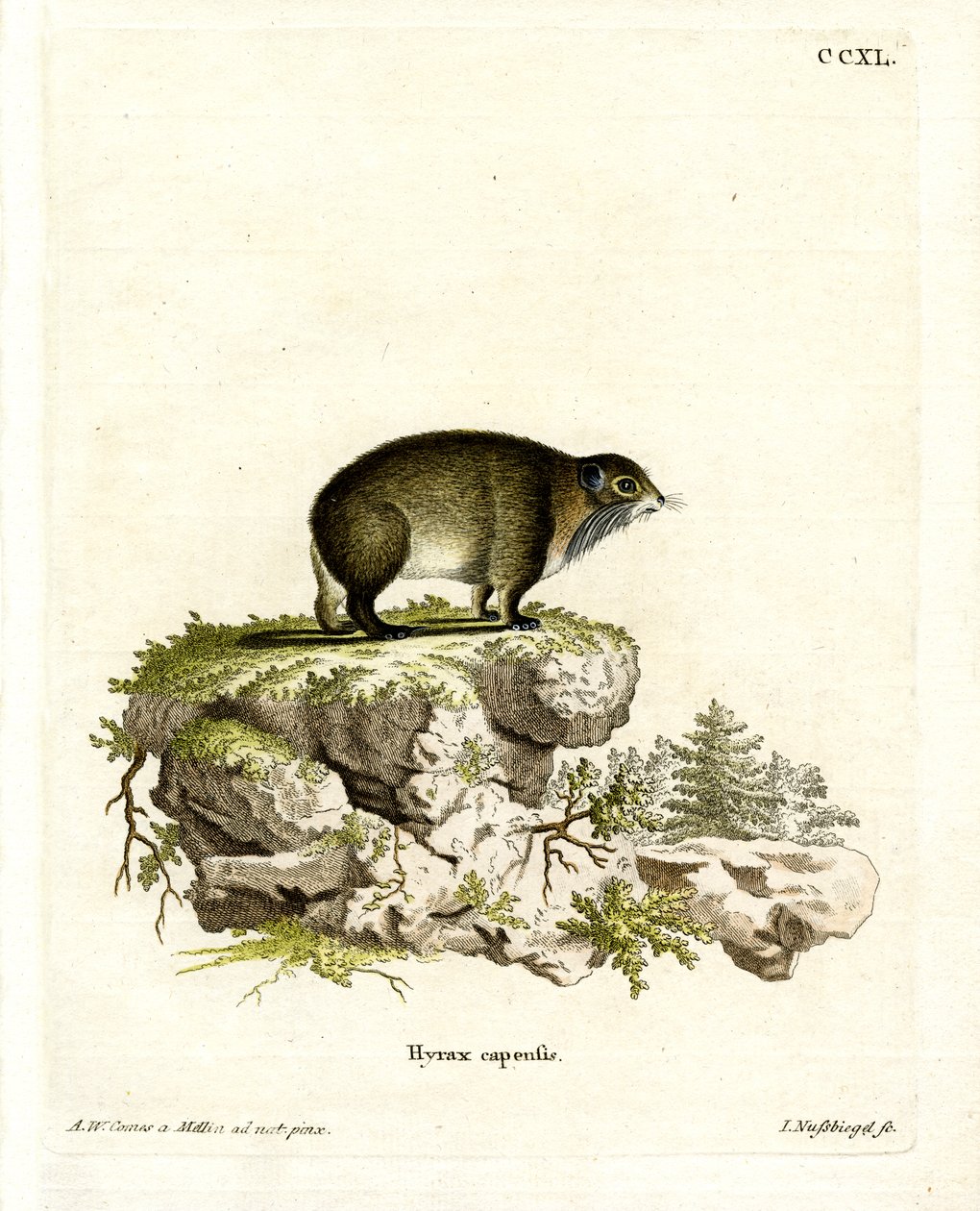 Cape Hyrax (renkli gravür) by German School