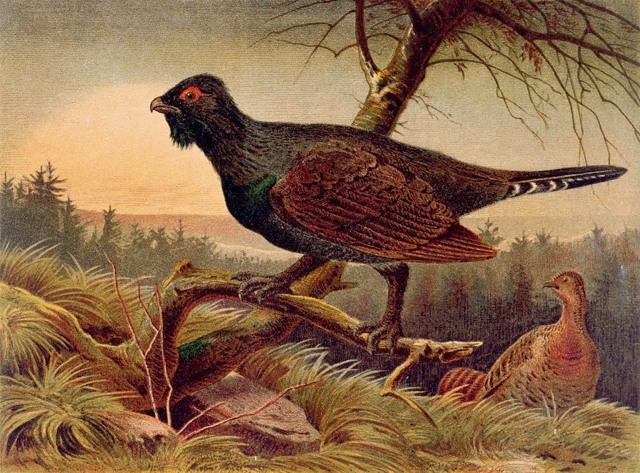 Capercaillie, Brehms Tierleben