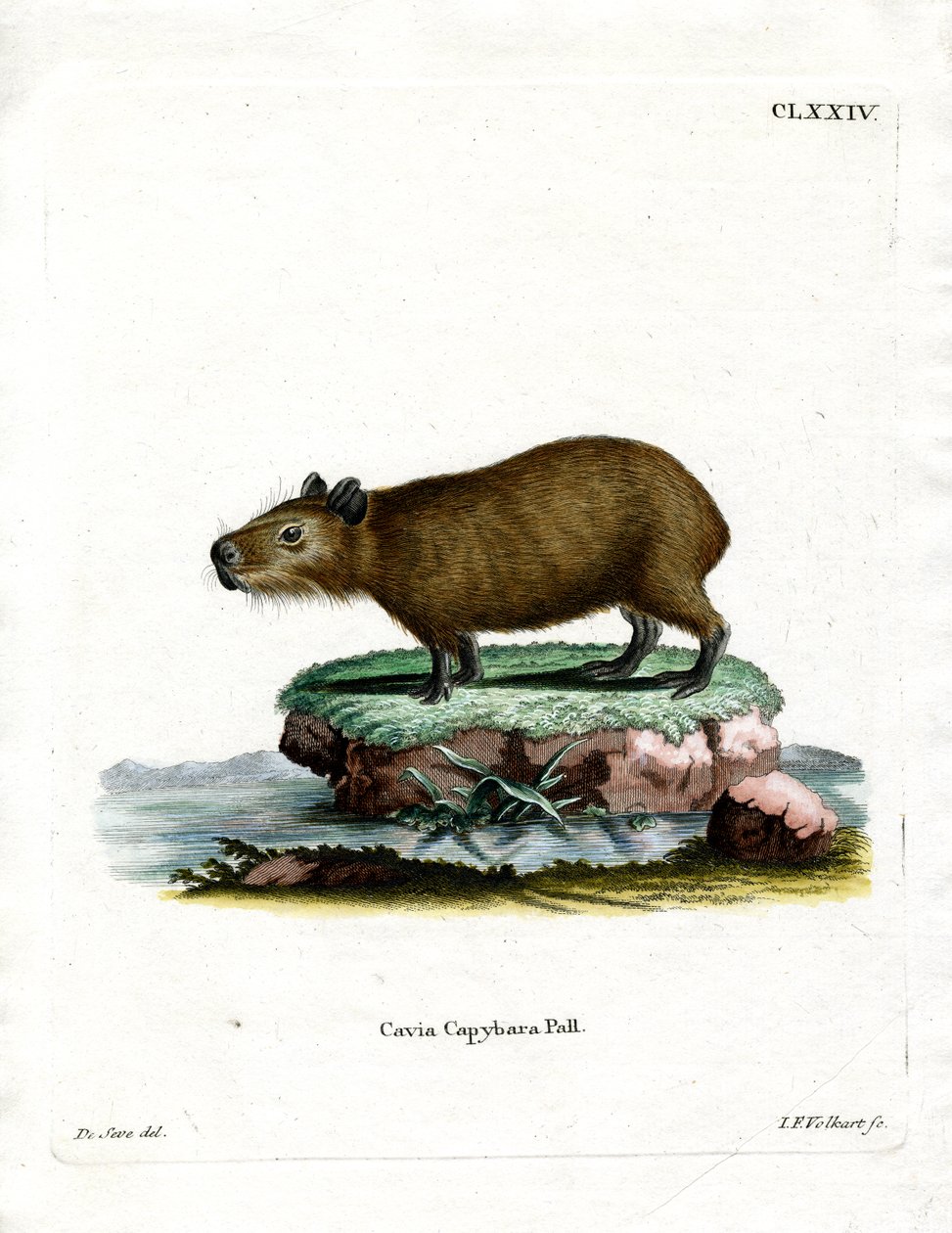 Capibara (renkli gravür) by German School