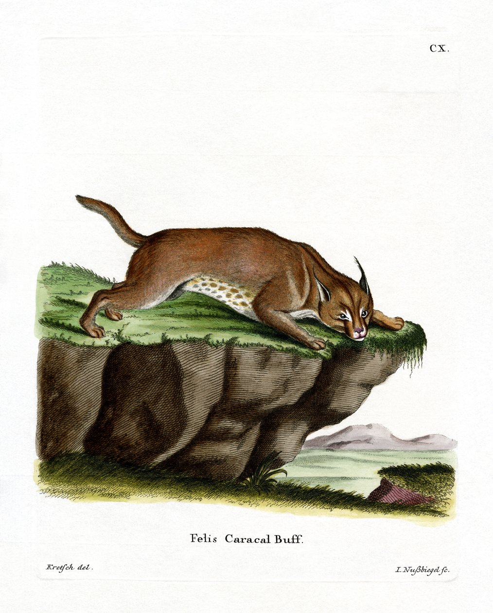 Karakulak (renkli gravür) by German School