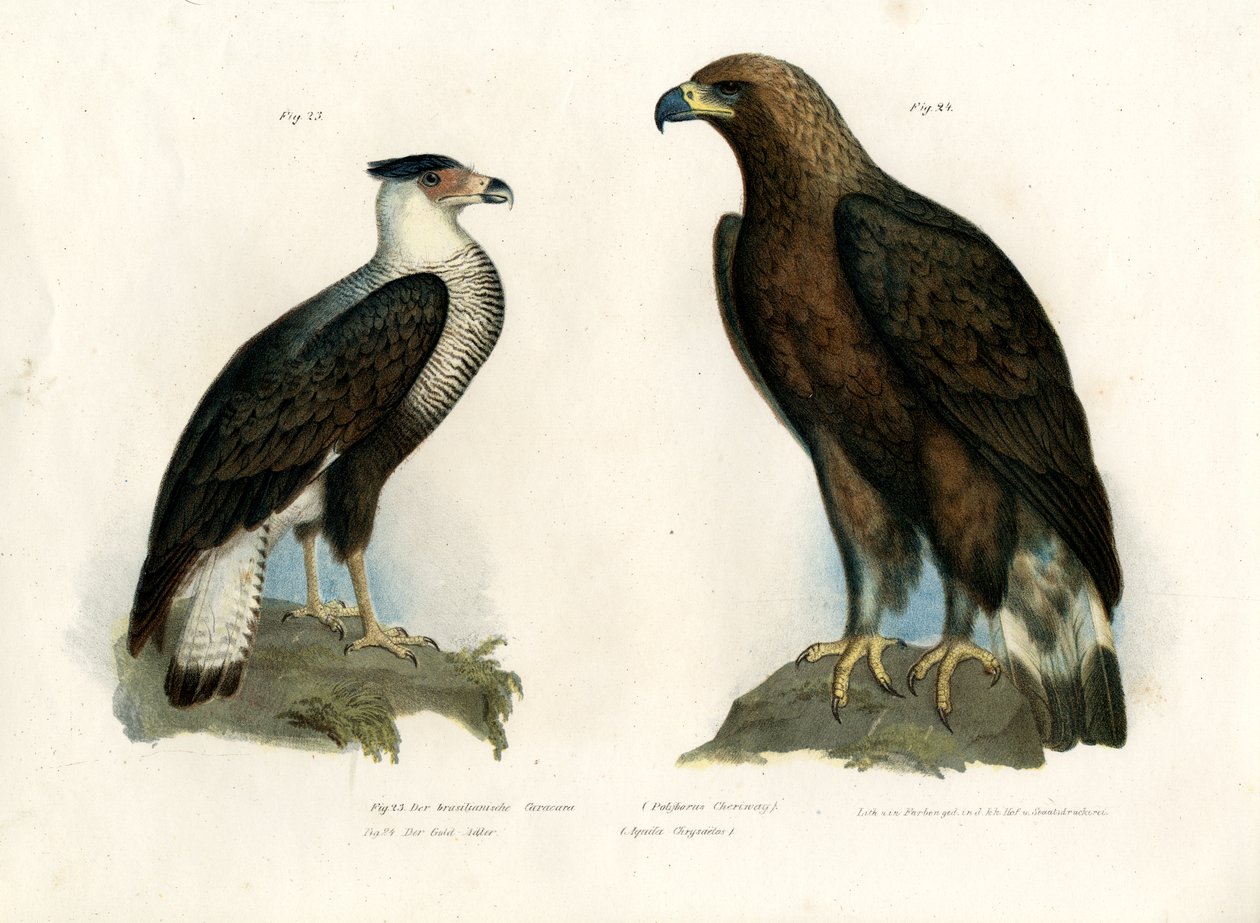 Karakara, 1864 by German School