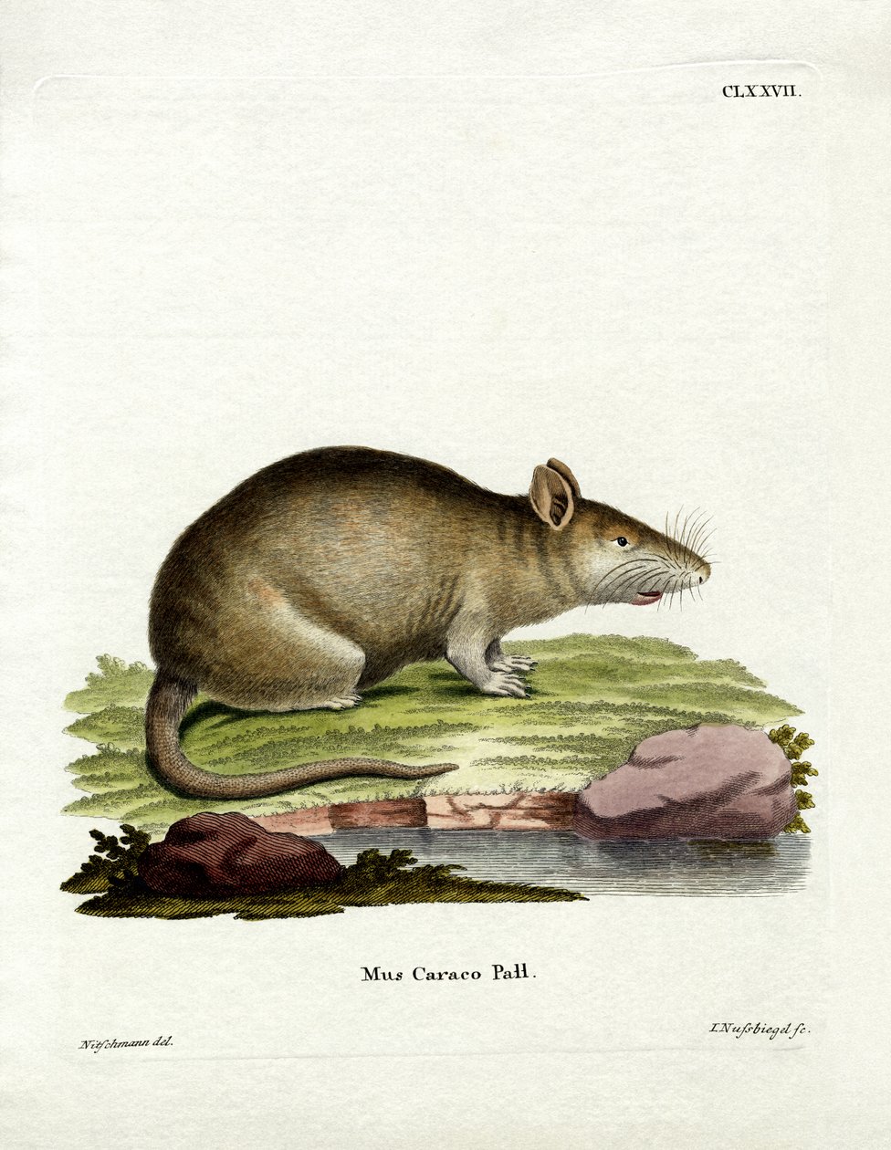 Caraco (renkli gravür) by German School