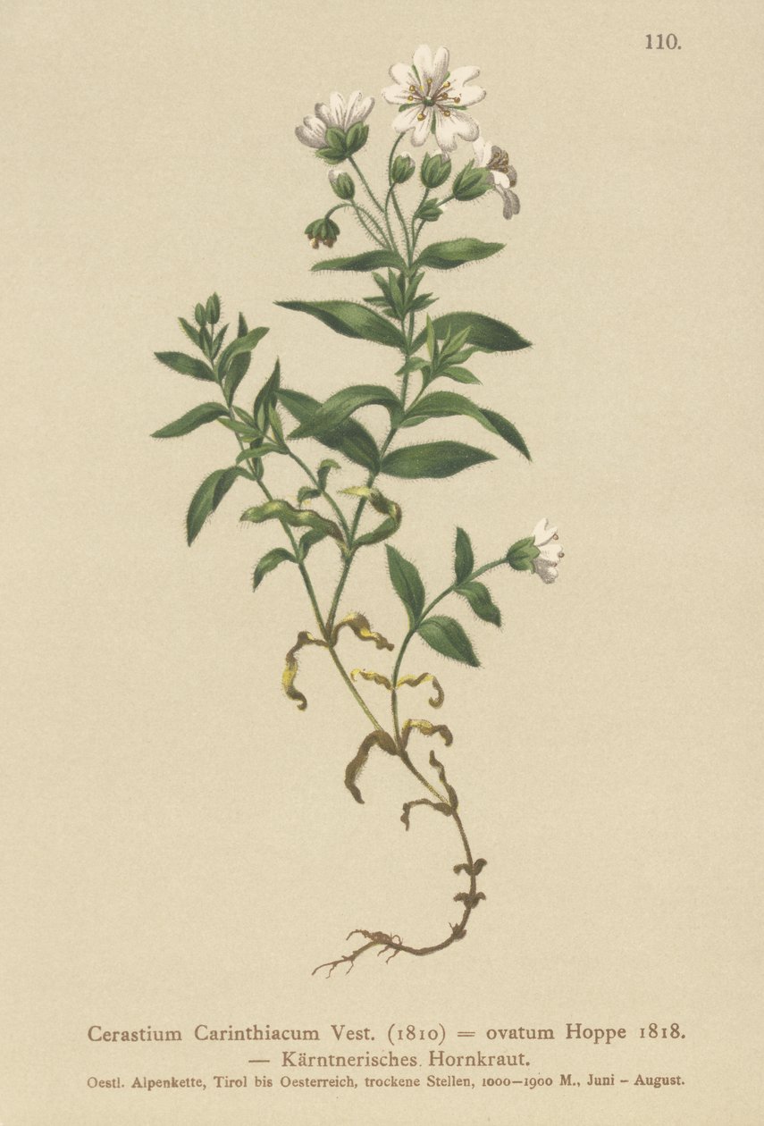 Carinthian Fare kulağı (Cerastium Carinthiacum, Cerastium ovatum) by German School