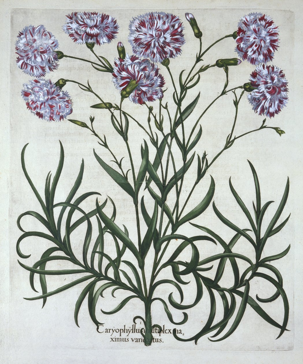Karanfil, Hortus Eystettensis