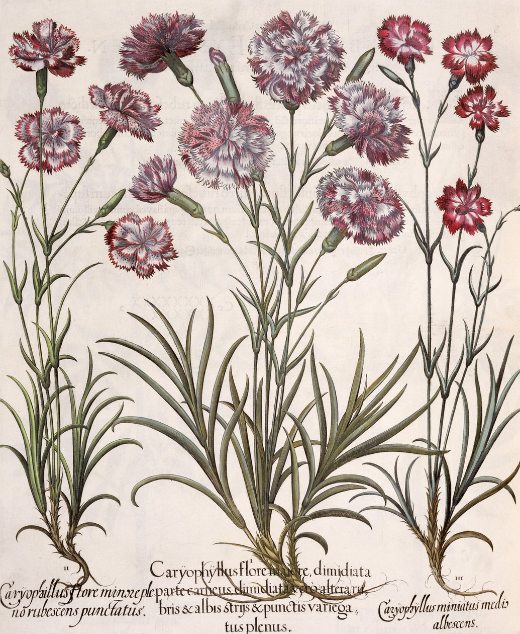 Karanfiller: 1.Caryophyllus ana çiçeği; 2. Caryophyllus tam çiçekten daha az, kırmızımsı sivri; 3.Caryophyllus miniatus medis albescens, Hortus Eystettensis