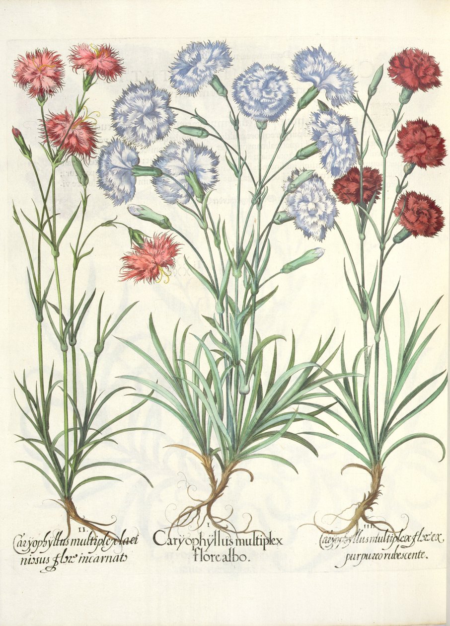 Karanfiller: 1. Birden fazla beyaz çiçekli Caryophyllus; 2.Caryophyllus çoklu, lacinous bir çiçek enkarnesi; 3.Caryophyllus, Basil Besler