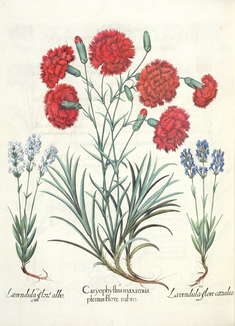 Karanfil ve Lavanta: 1.Caryophyllus maximus kırmızı çiçeklerle dolu; 2.Lavanda beyaz çiçek; 3.Lavandula ceruleo flore, Hortus Eystettensis