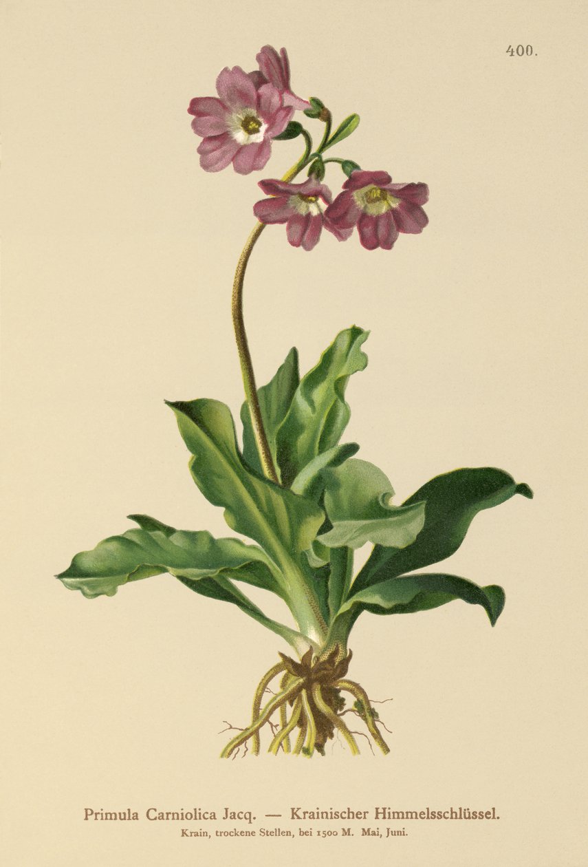 Carniolan Primrose (Primula Carniolica) by German School