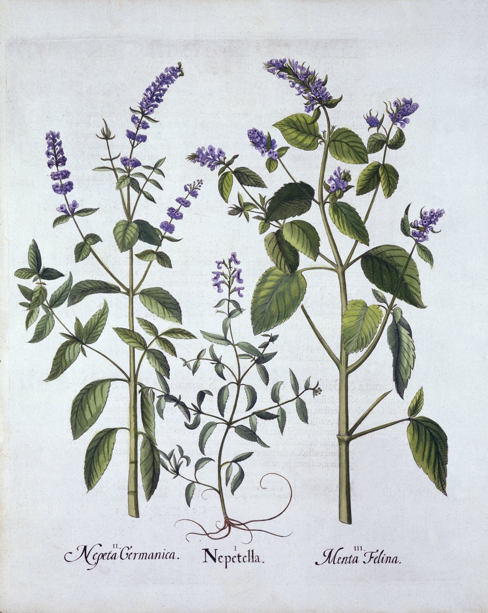 Hortus Eystettensis