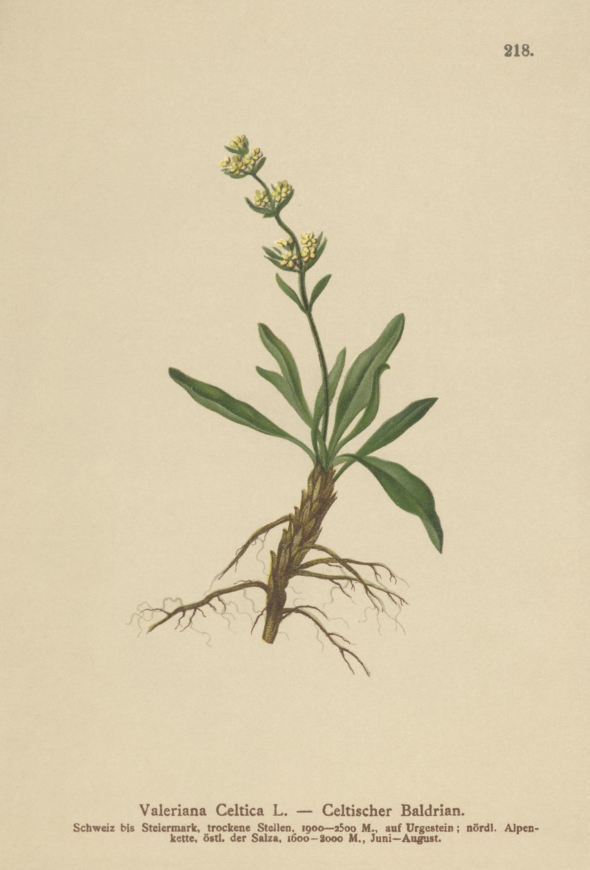 Kelt Spikenard (Valeriana celtica) by German School
