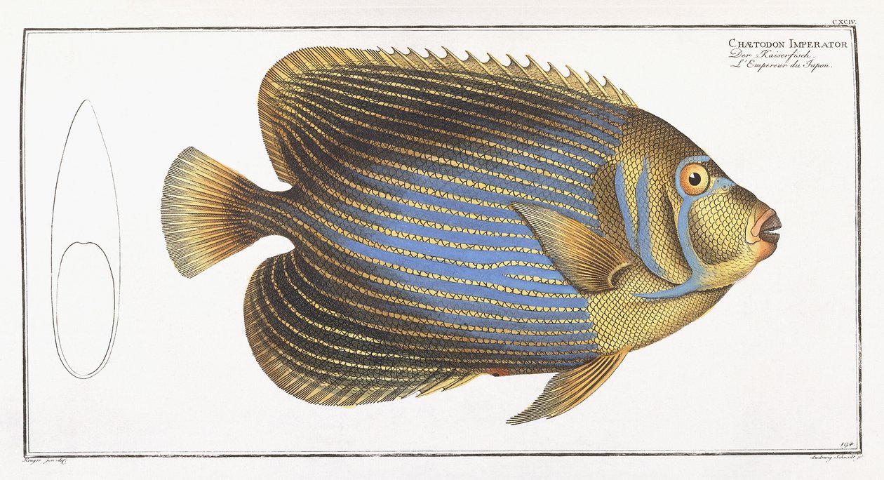 Chaetodon İmparatoru by German School