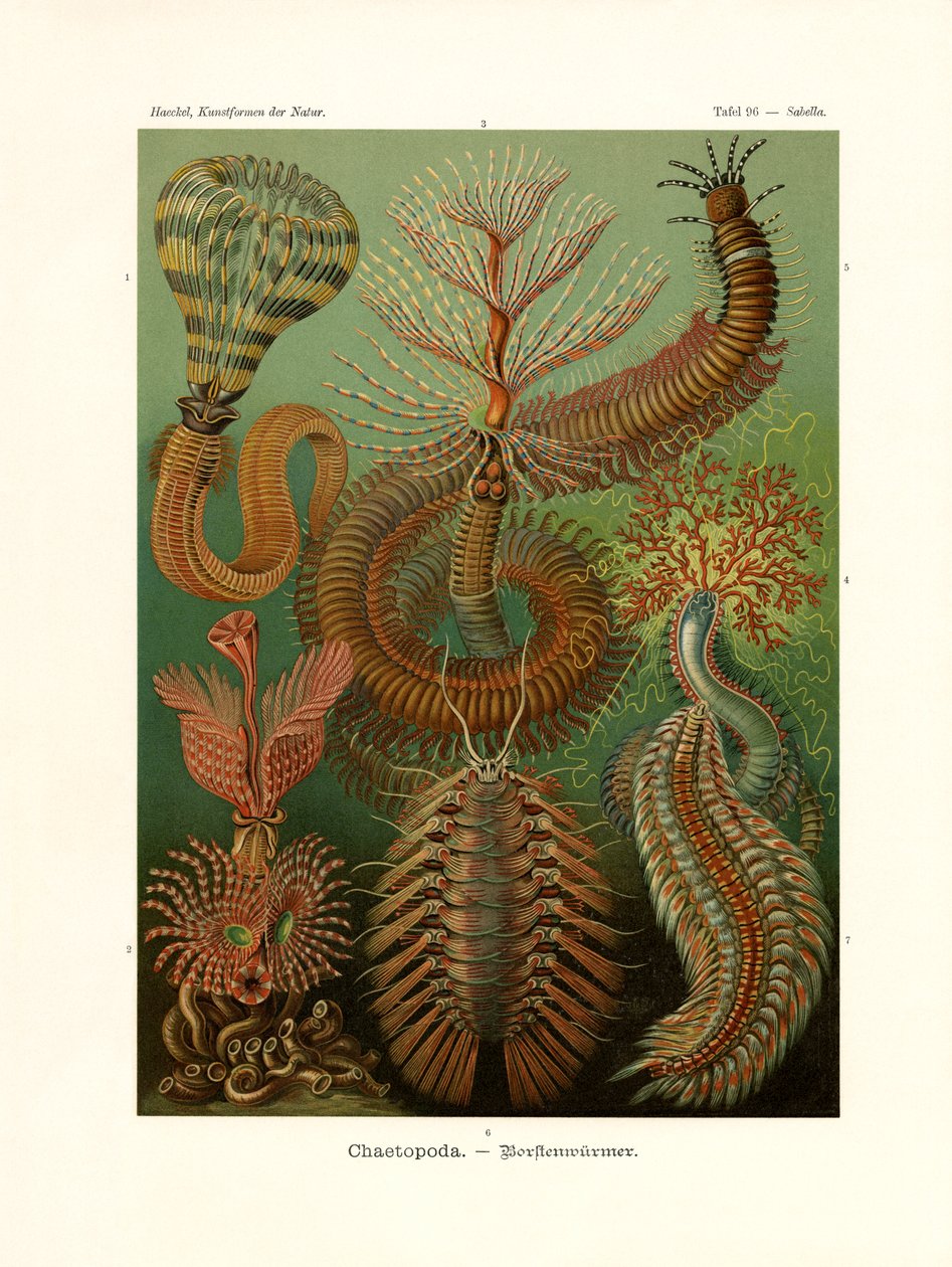 Çaetopoda, 1899-1904 by German School