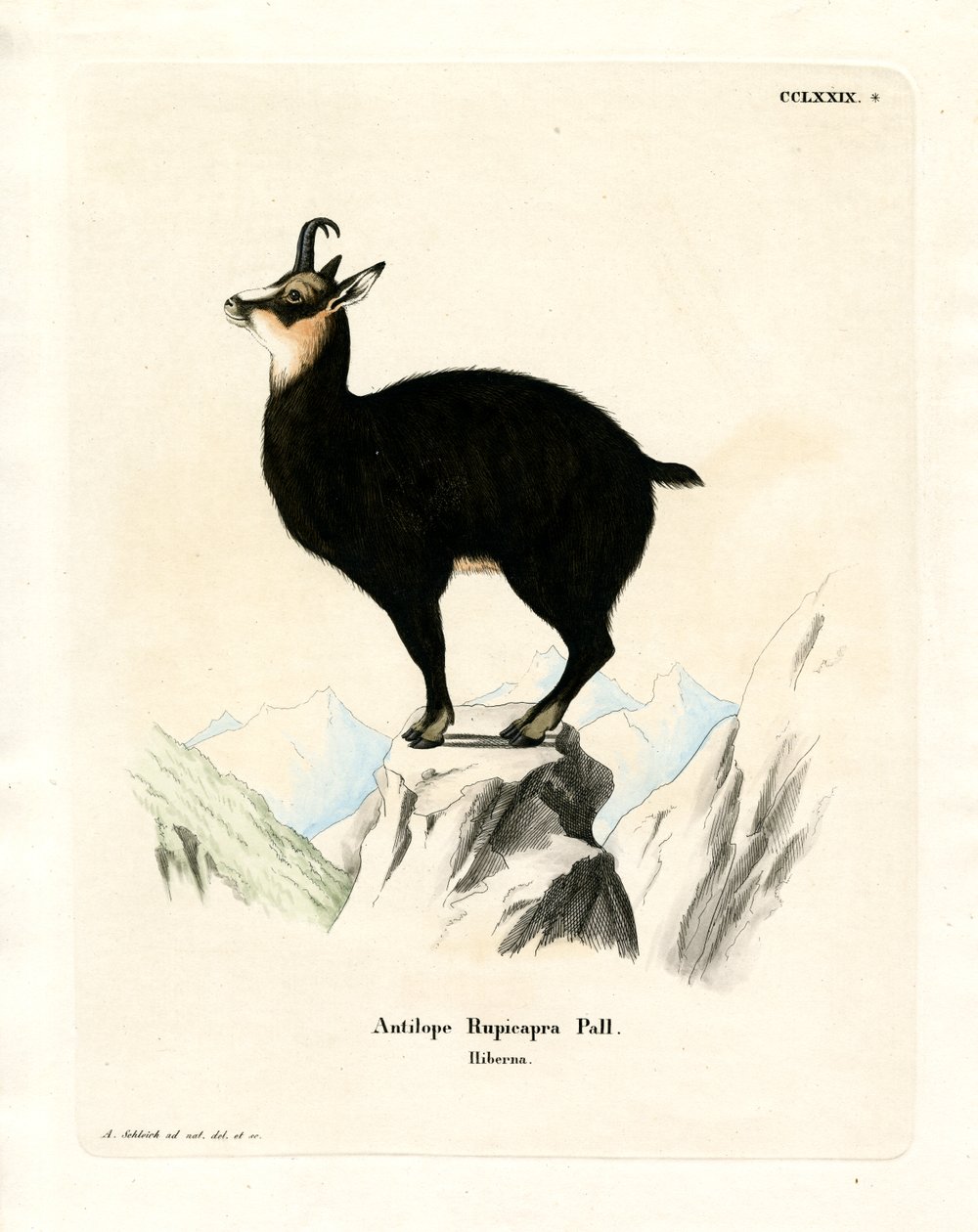Chamois (renkli gravür) by German School