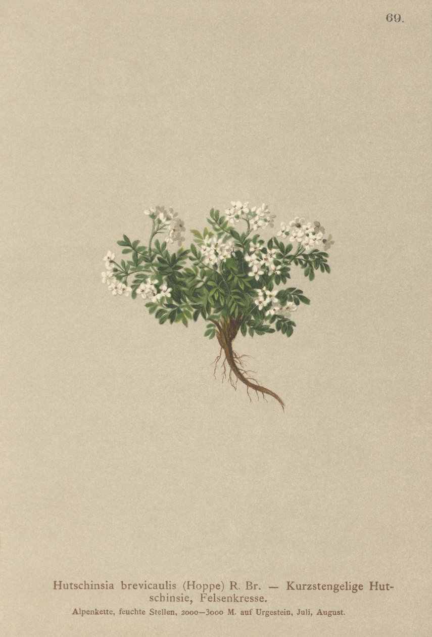 Tere Güvesi (Hutchinsia brevicaulis) by German School