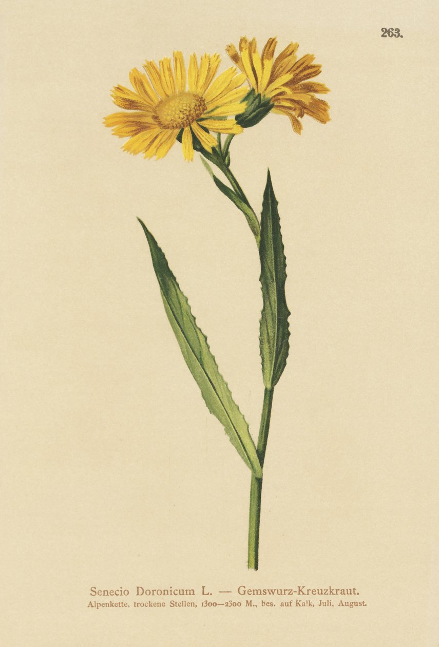 Chamois Ragwort (Senecio Doronicum) by German School
