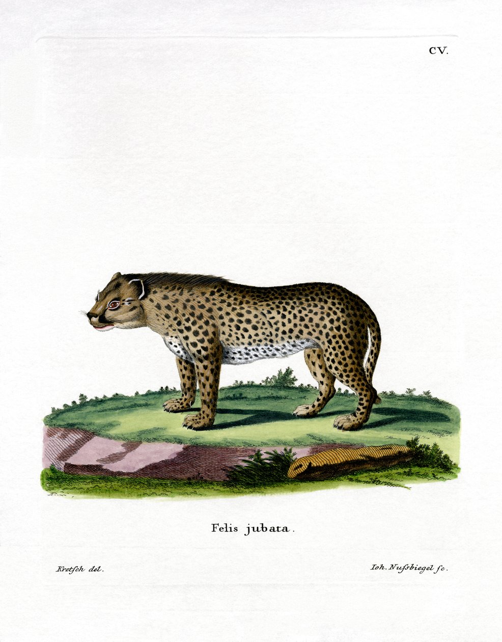 Çita (renkli gravür) by German School