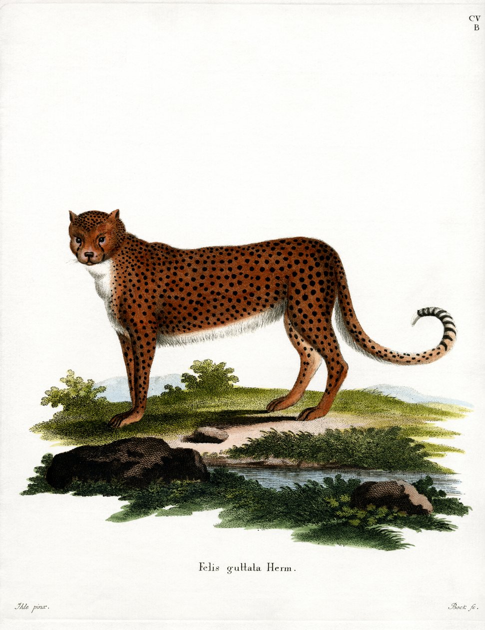 Çita (renkli gravür) by German School