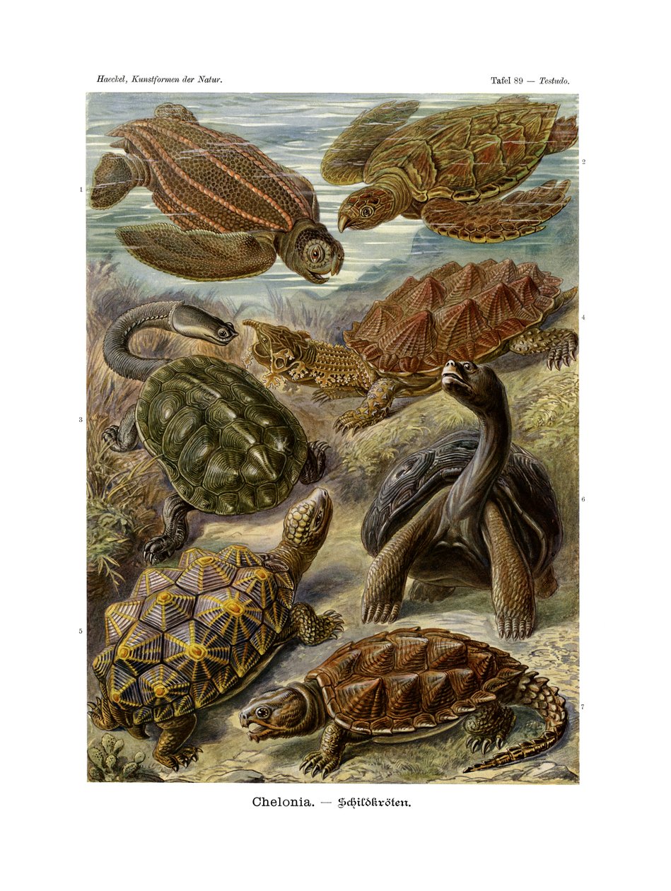 Chelonya, 1899-1904 by German School