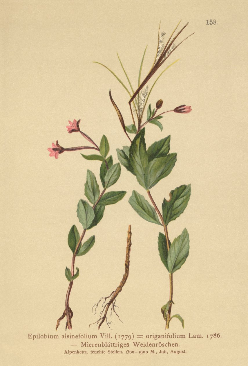 Chickweed Willowherb (Epilobium alsinefolium, Epilobium origanifolium) by German School