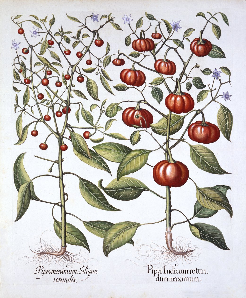 Chili Pepper [Nightshade Family], Hortus Eystettensis