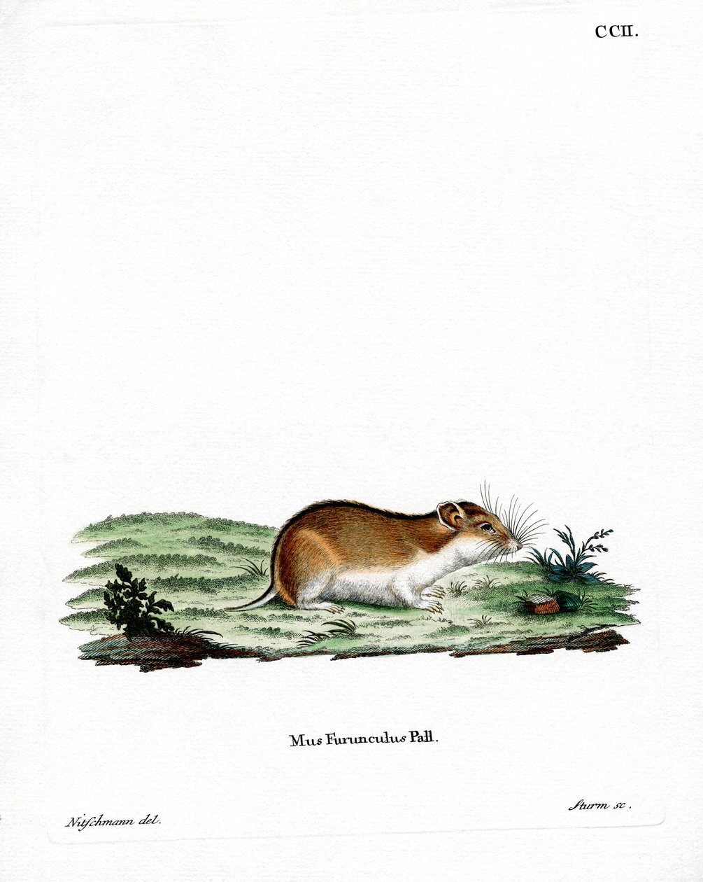 Çin Çizgili Hamster (renkli gravür) by German School