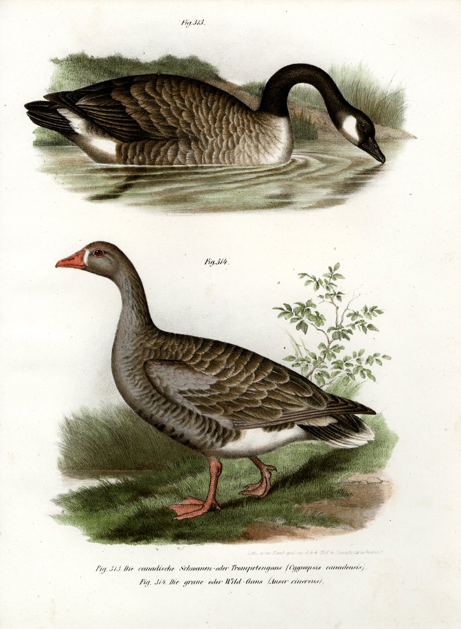 Çin kazı, 1864 by German School