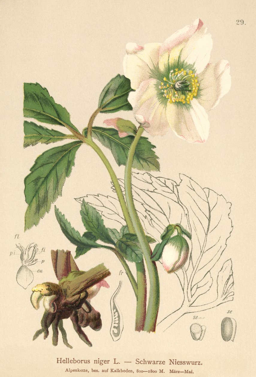 Noel Gülü (Helleborus niger) by German School