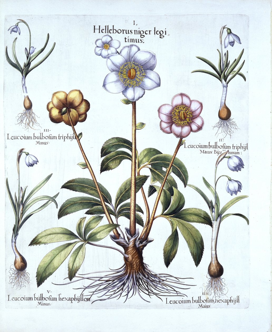 Hortus Eystettensis