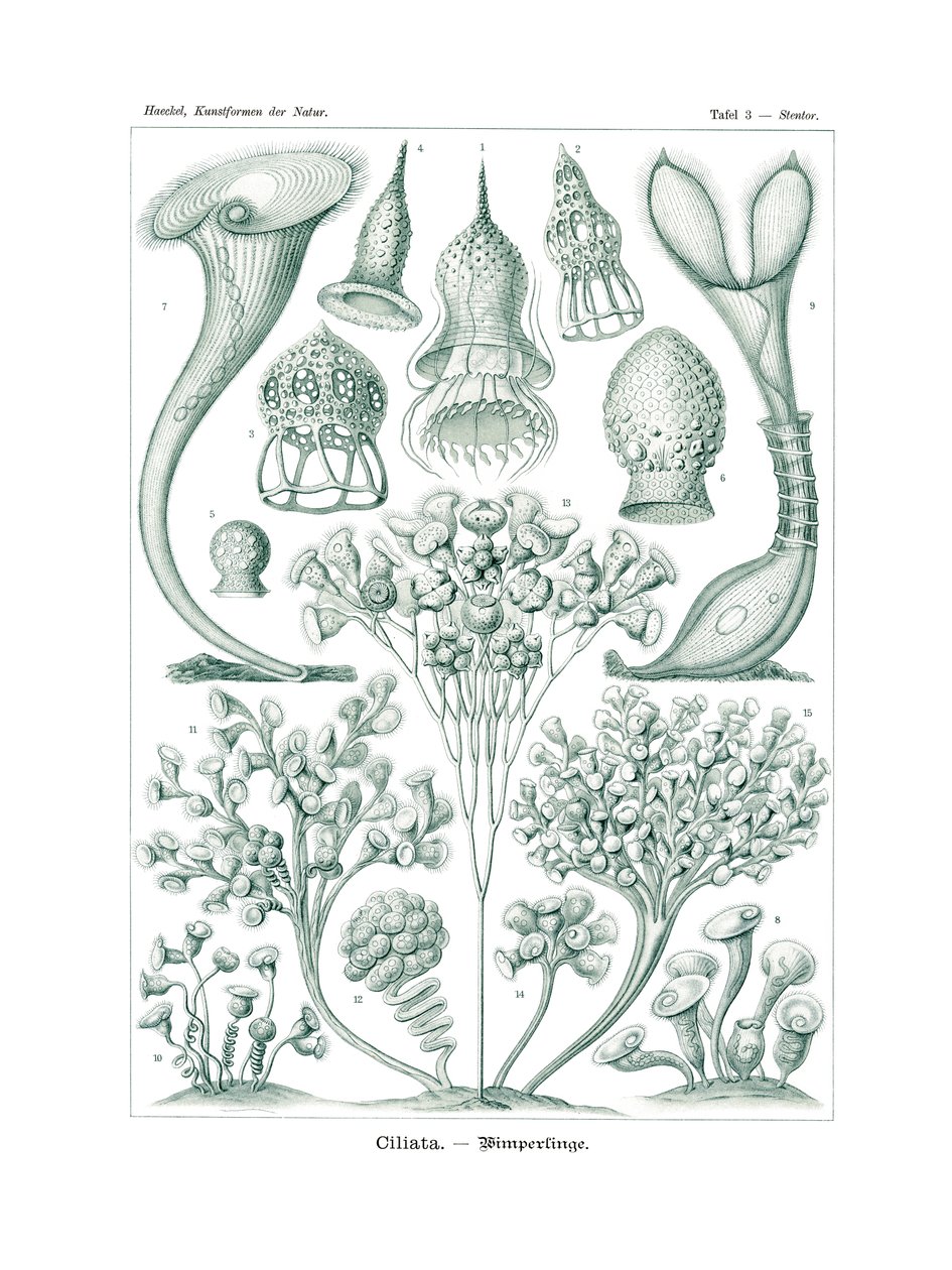 Kirpikler, 1899-1904 by German School