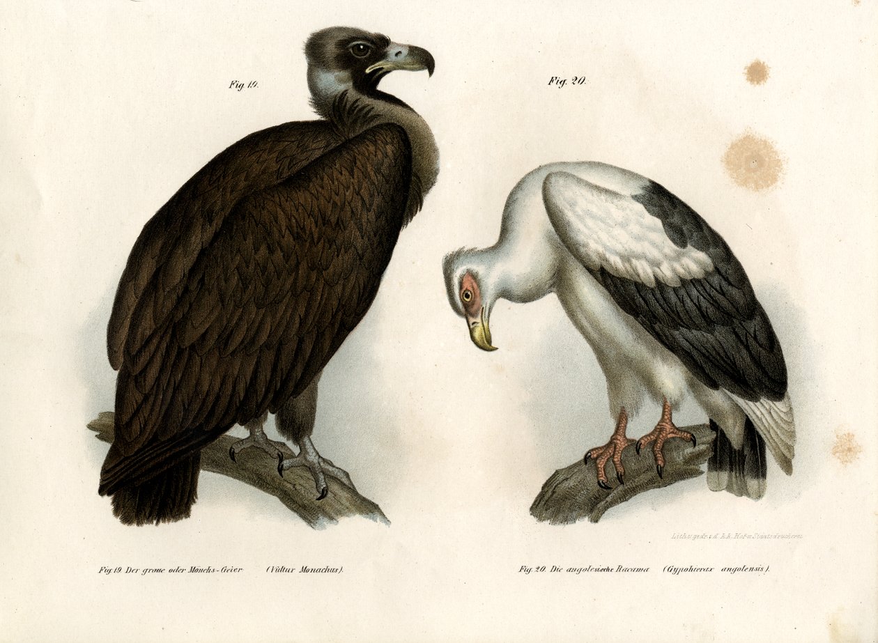 Cinereous Akbaba, 1864 by German School