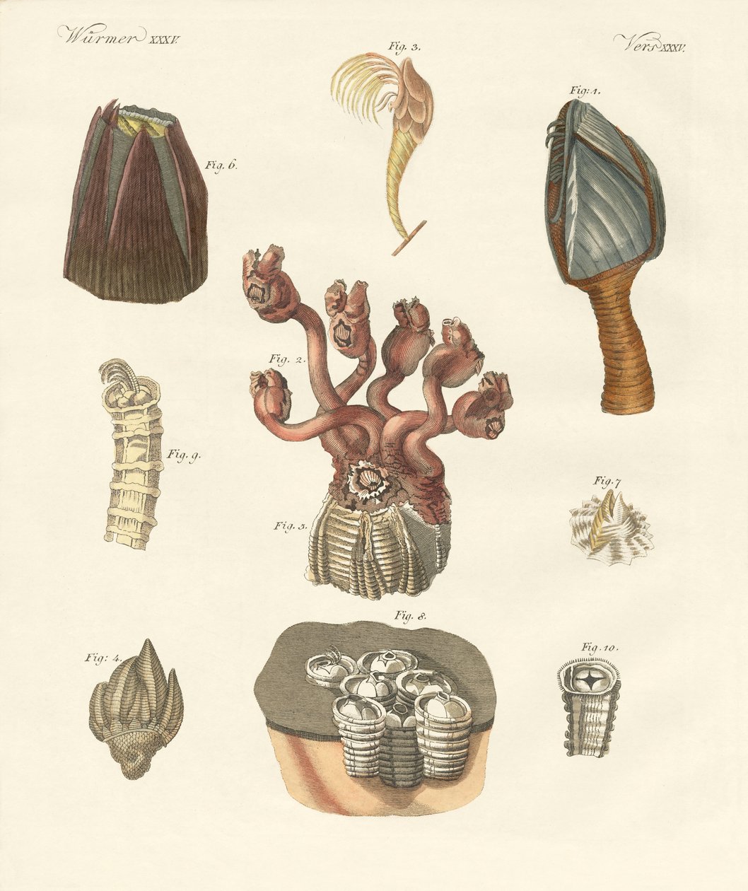 Cirrhipodas, Bristleworms veya brachiopods (renkli gravür) by German School