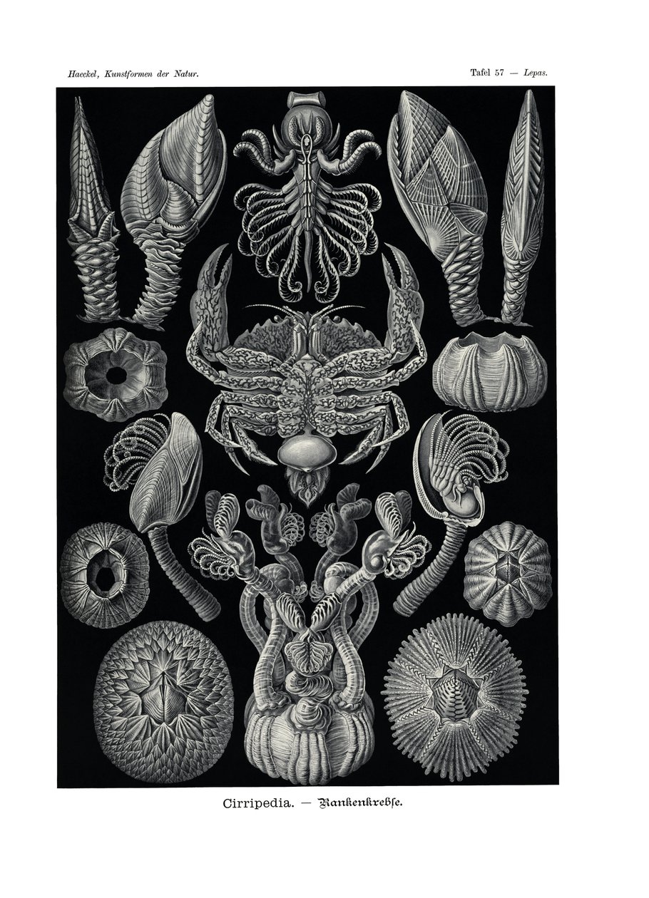 Sirripedia, 1899-1904 by German School
