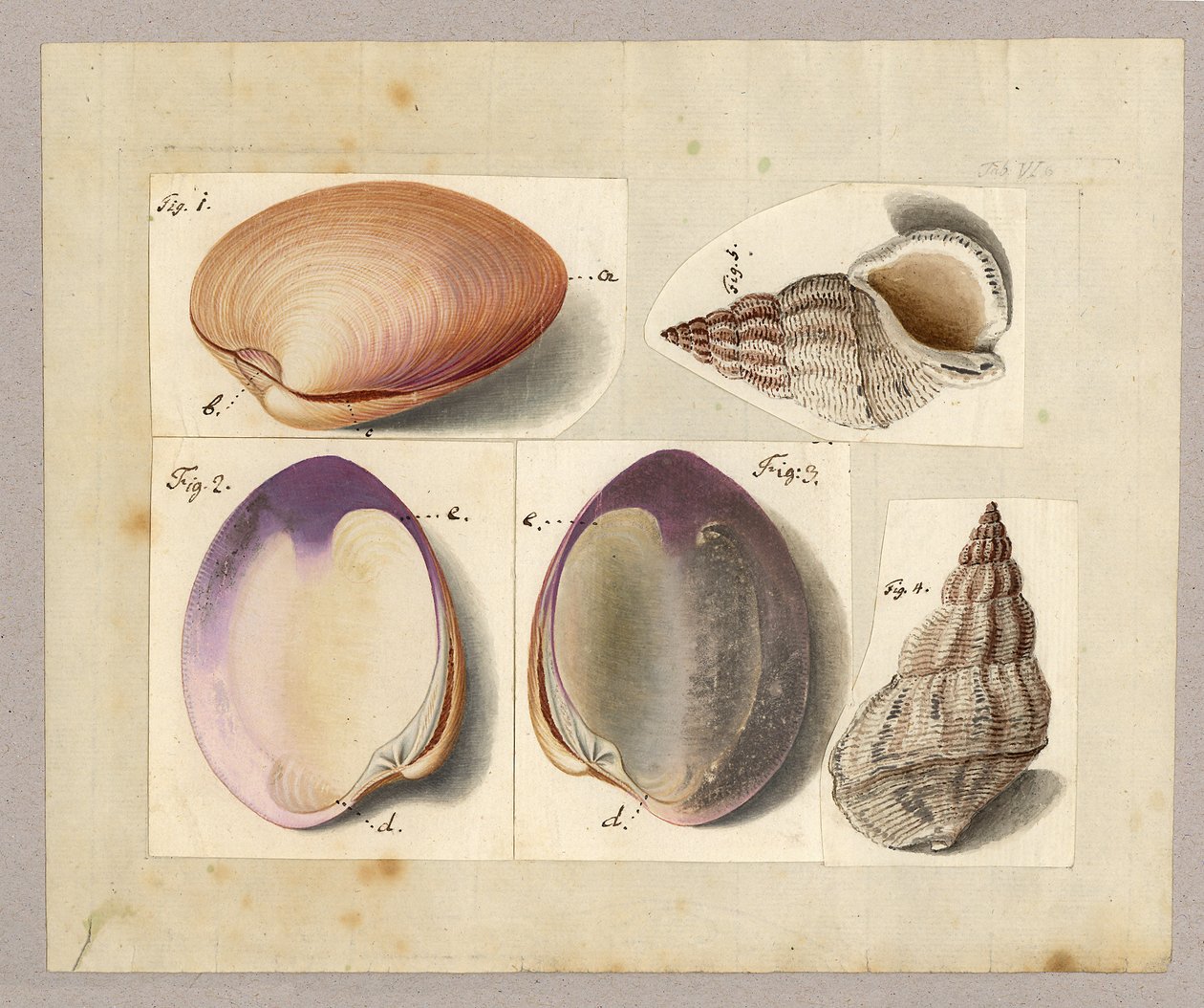 Deniz tarağı ve Deniz Salyangozu: Venus Mercenaria Linnaei, Buccino glacioli Linnaei, 1785 (kağıt üzerinde wc) by German School