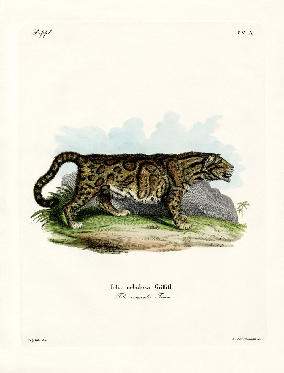 Bulutlu Leopar (renkli gravür) by German School