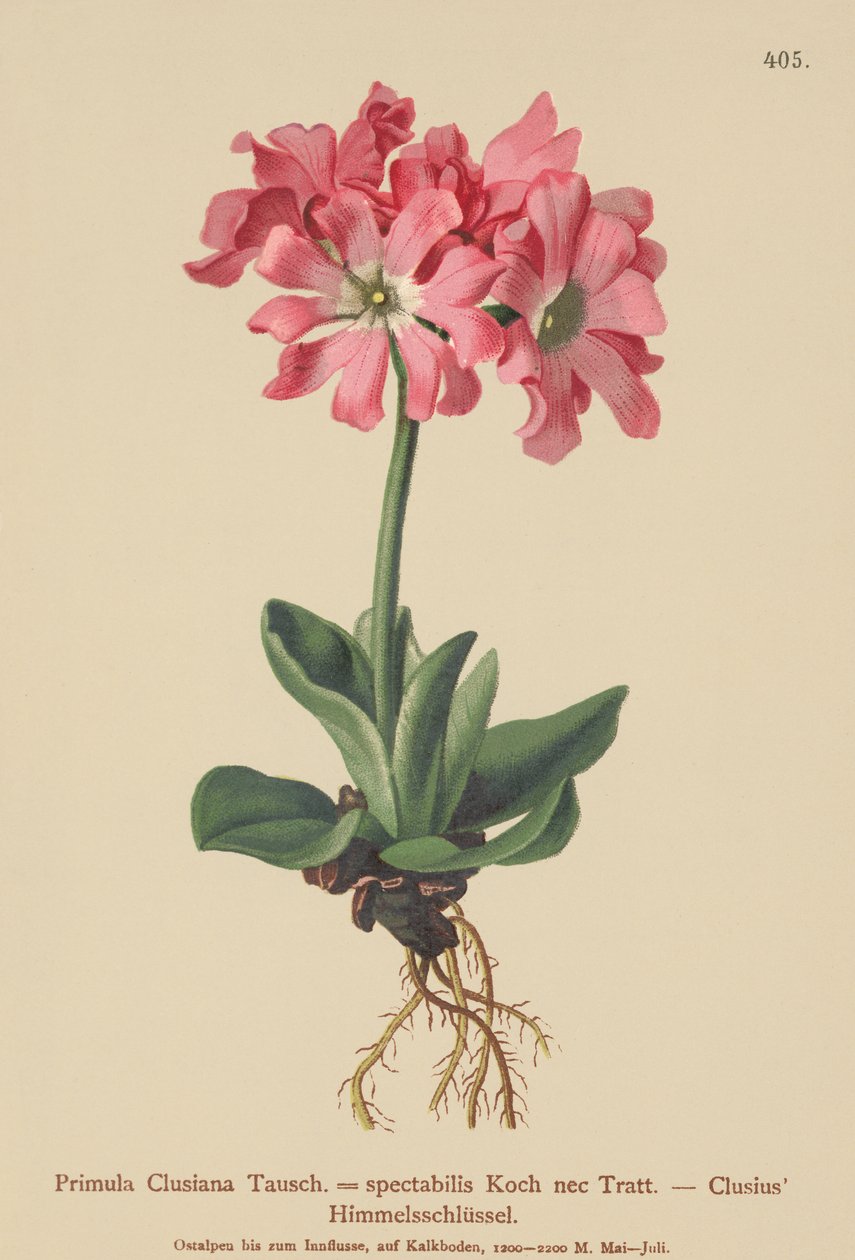 Clusiana Primrose (Primula Clusiana, Primula spectabilis) by German School