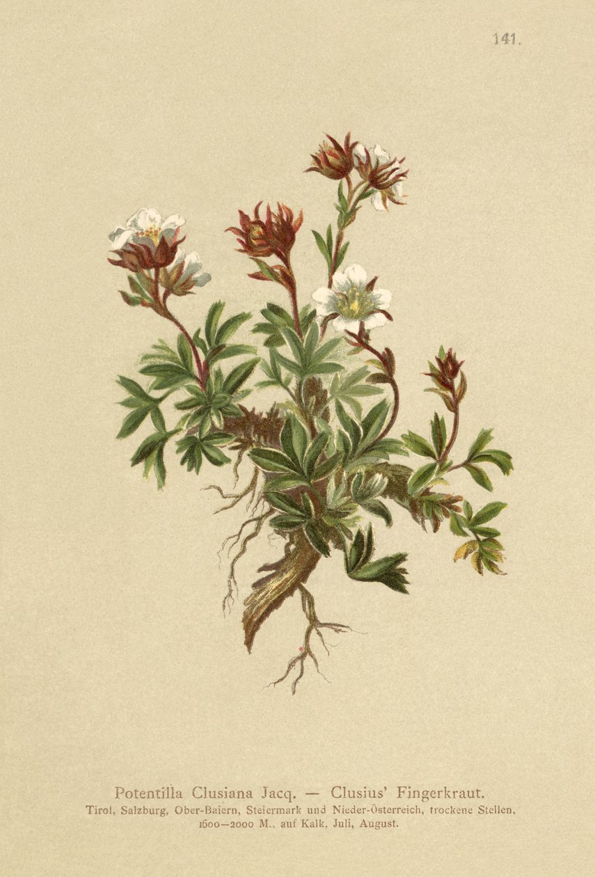Clusius Cinquefoil (Potentilla Clusiana) by German School