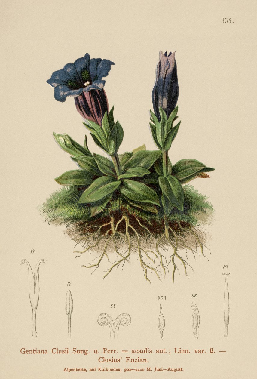 Clusius Gentian (Gentiana Clusii, Gentiana acaulis) by German School