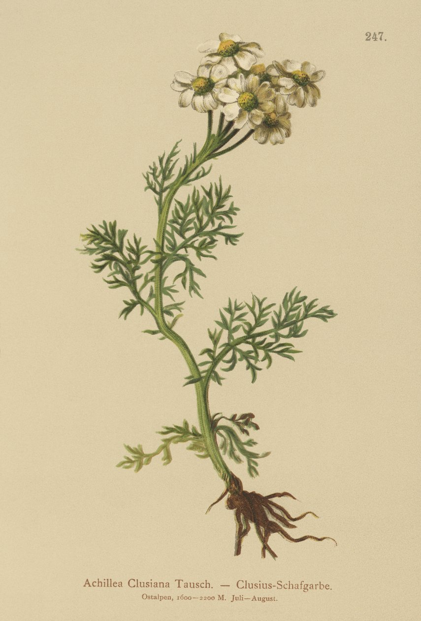 Clusius Civanperçemi (Achillea Clusiana, Achillea atrata ssp. clusiana) by German School