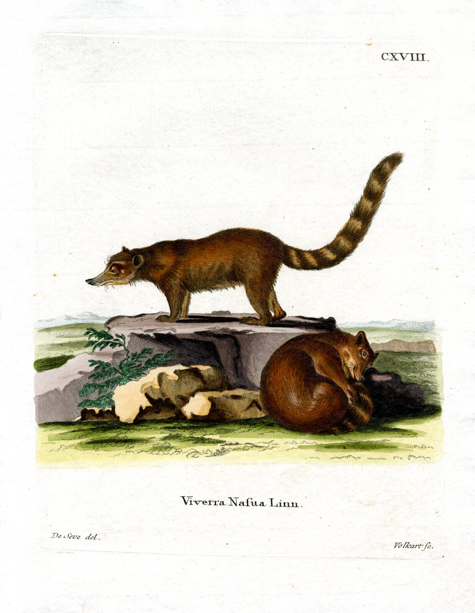 Coati (renkli gravür) by German School