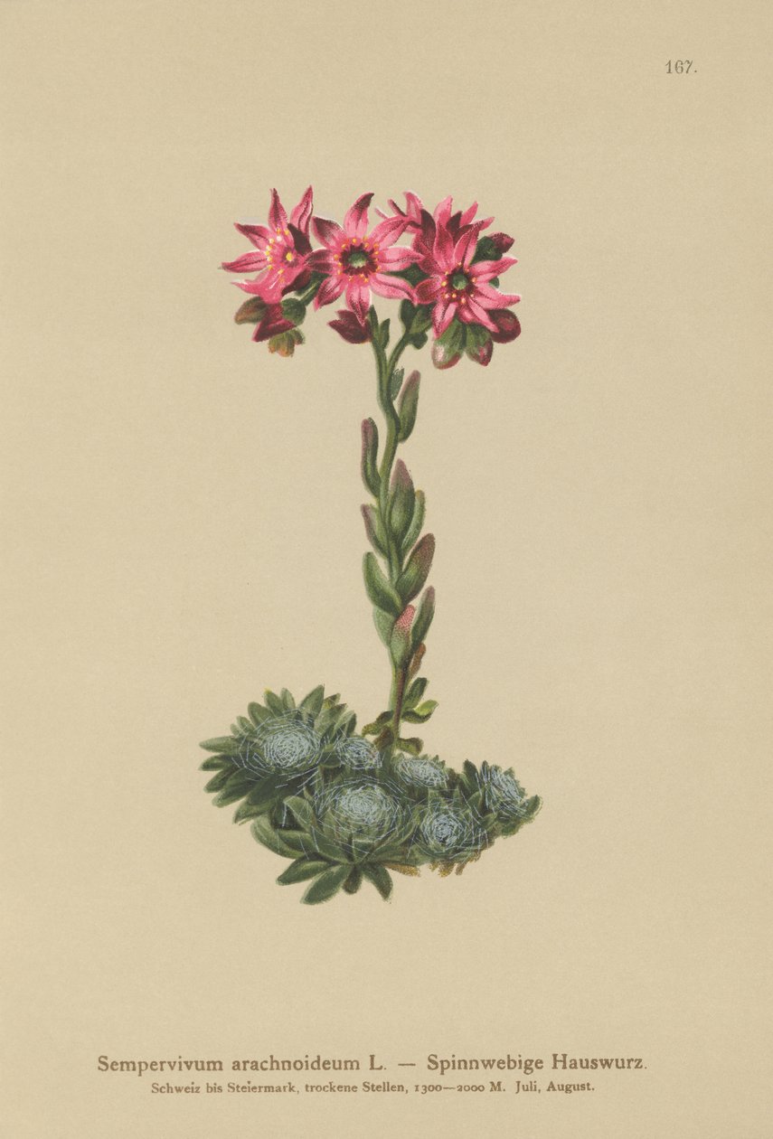 Örümcek Ağı Evileek (Sempervivum arachnoideum, Sedum arachnoideum, Sempervivum sanguineum) by German School