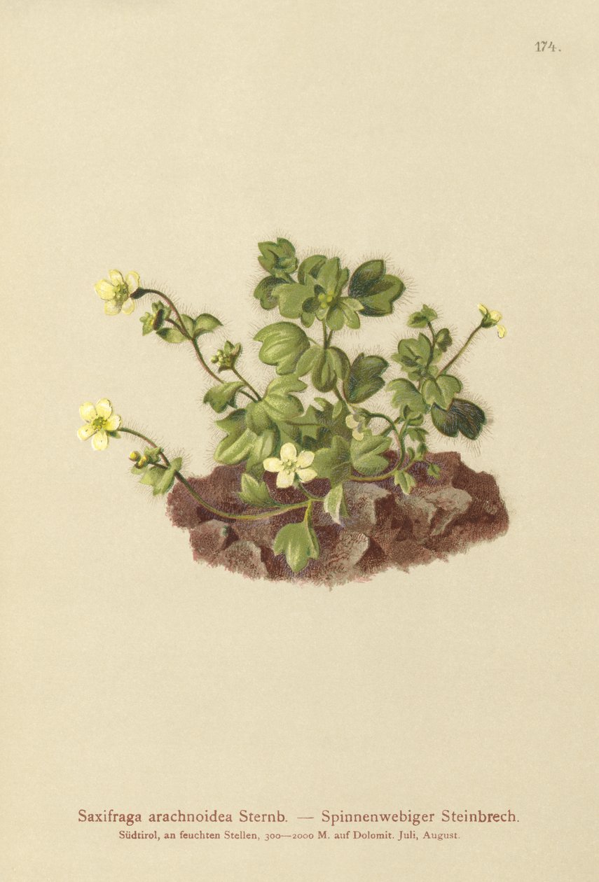 Örümcek Ağı Saxifrage (Saxifraga araknoidea) by German School