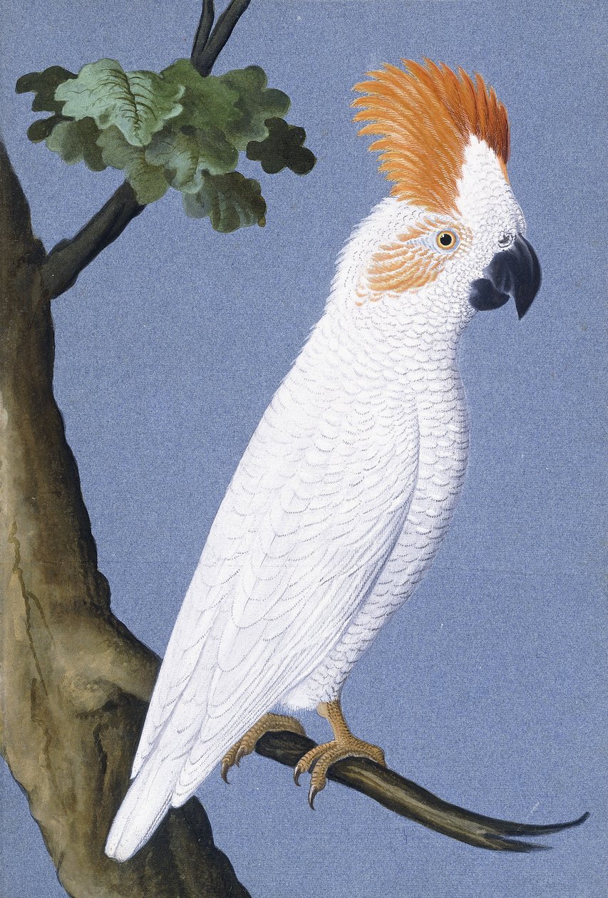 Kakadu, 1750-1800 by German School